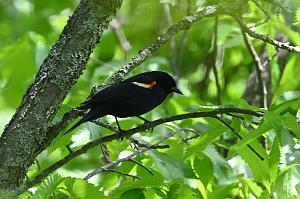 105 Blackbird, Red-winged, 2023-05252441 Westborough WMA, MA